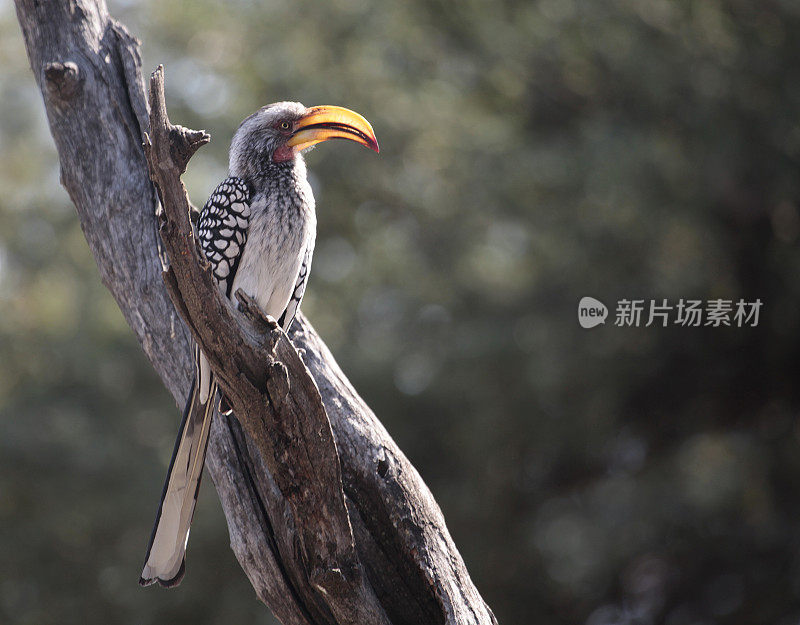 Southern Yellow-billed Hornbill - Tockus leucomelas